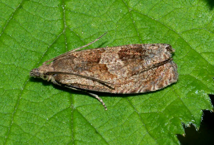 Tortricidae 43